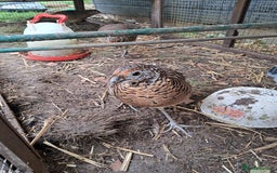 Pheasants poultry for sale: lady amherst pheasant  - Image 6
