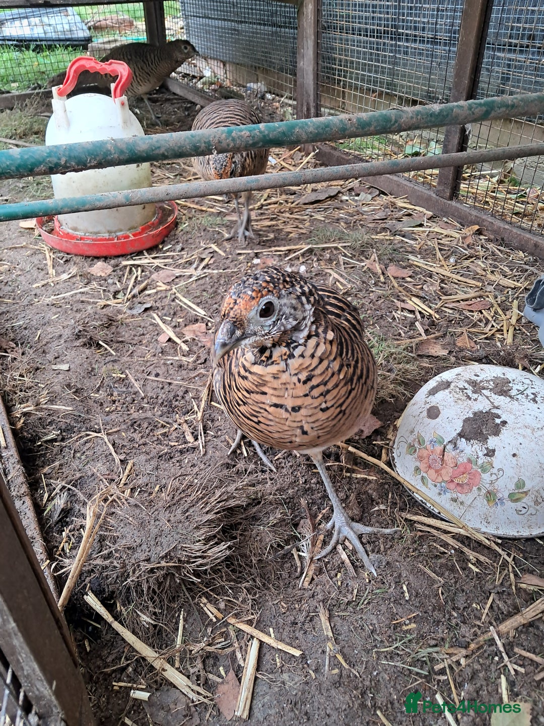 Pheasants poultry for sale: lady amherst pheasant  - Image 6