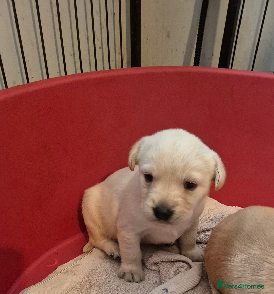 Labrador Retriever dogs for sale: 3 very chunky labrador puppies  - Advert 1