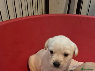 Labrador Retriever dogs 3 very chunky labrador puppies - Advert 11