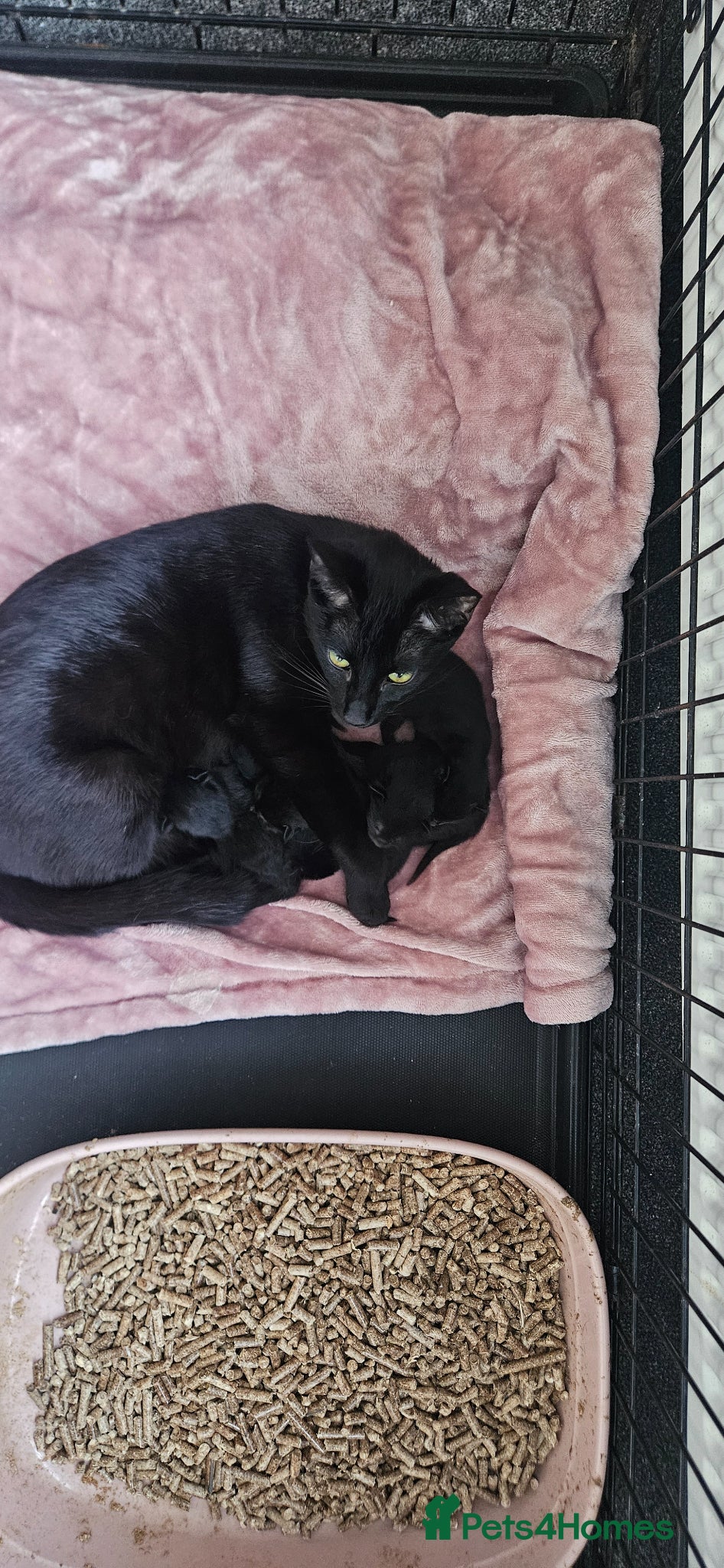 Mixed Breed cats kittens for sale  - Advert 2