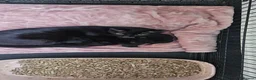 Mixed Breed cats for sale: kittens for sale  - Advert 1