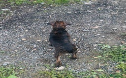 Jack Russell dogs for sale: Black Brindle Jack Russell. Price reduced !  - Image 6