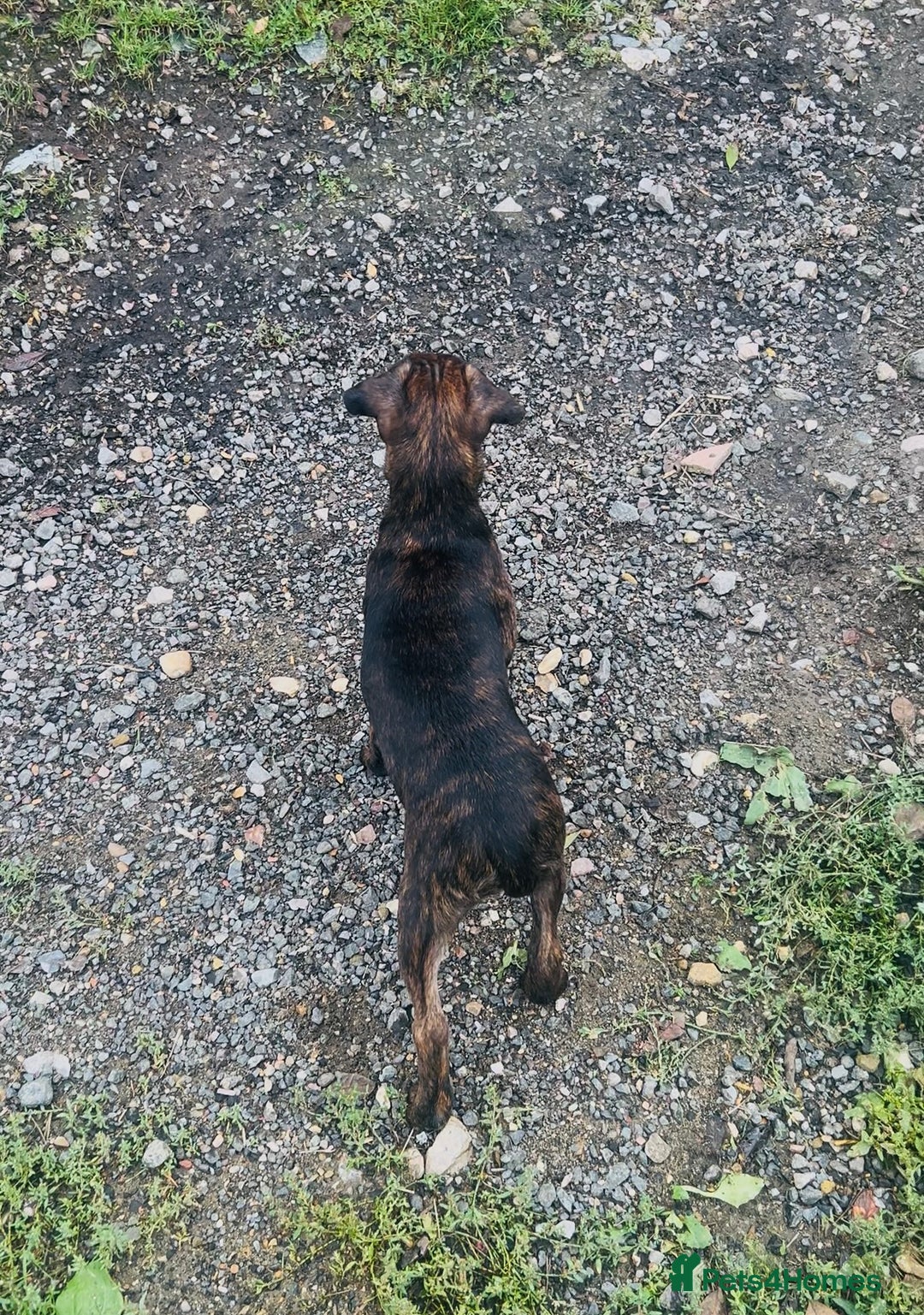 Jack Russell dogs for sale: Black Brindle Jack Russell. Price reduced !  - Image 6