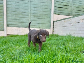 Mixed Breed dogs Mr handsome Puppy (yellow) - Advert 17