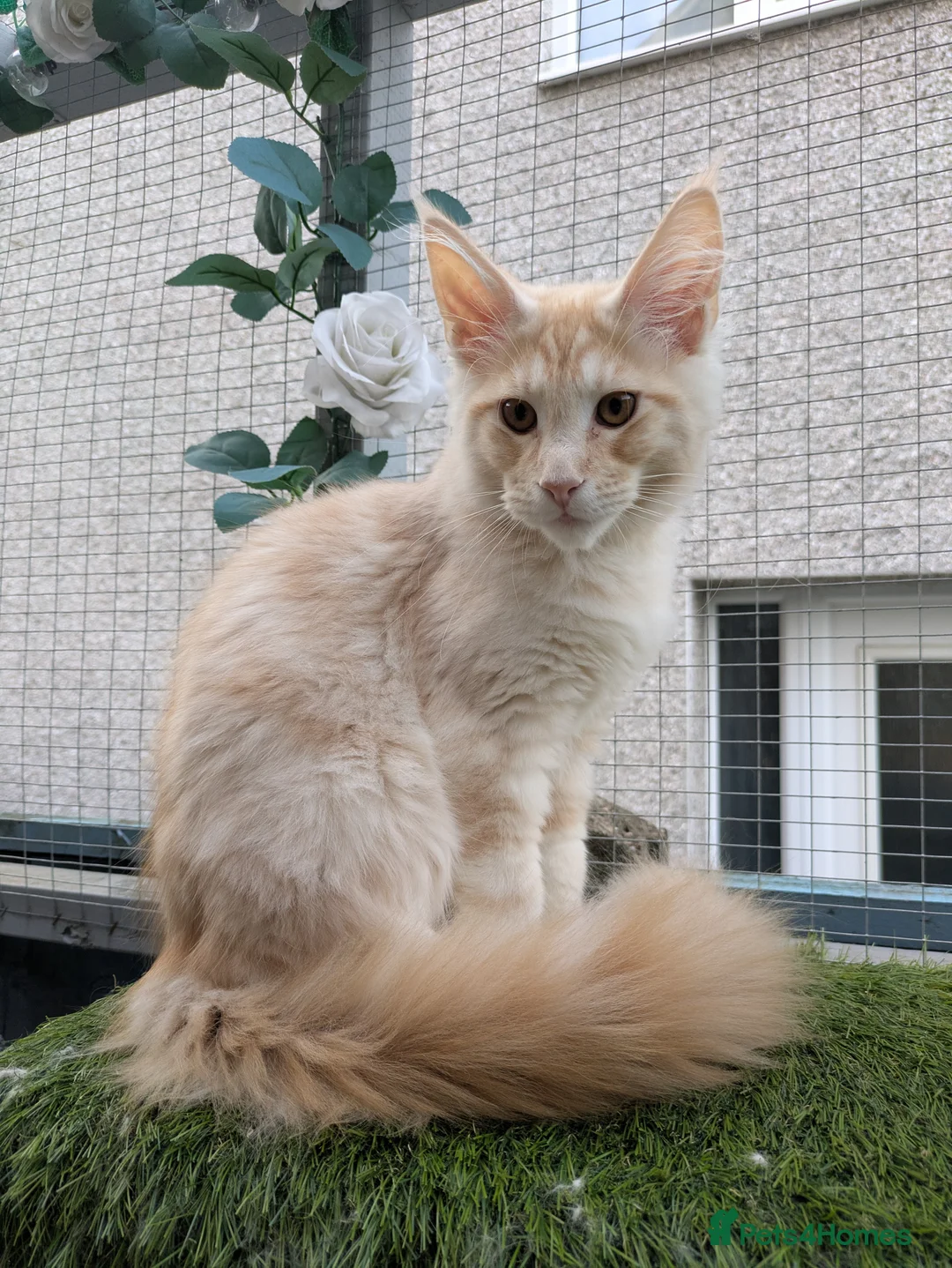 Maine Coon cats for sale: Beautiful female smoked tortie - Advert 15