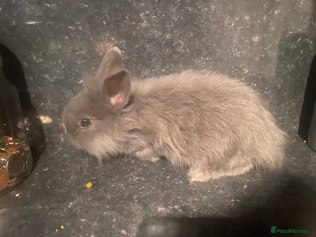 Lionhead rabbits for sale: Lion heads - Image 3