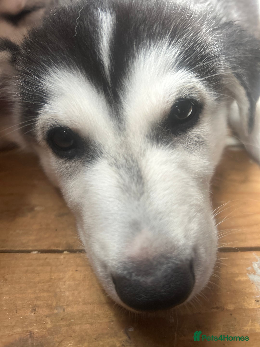Siberian Husky dogs for sale: Lovely husky puppies, ready for new homes on 25/8 - Image 22