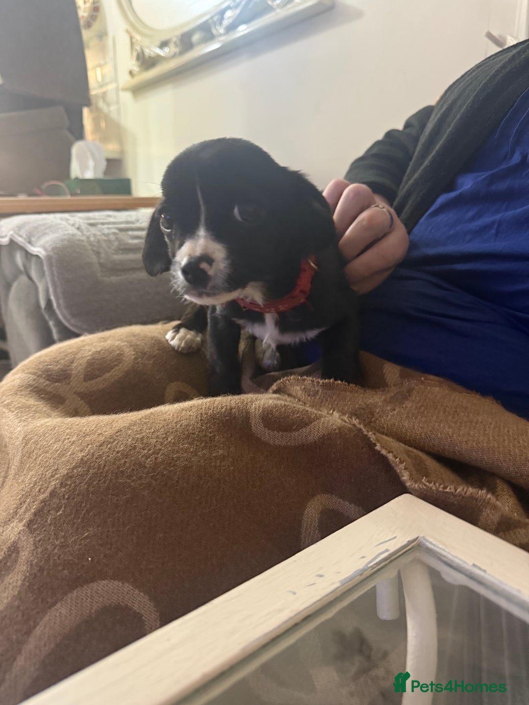 Mixed Breed dogs for sale: 🐶 Adorable 8-Week-Old Caverjack Puppies for Sale - Advert 1