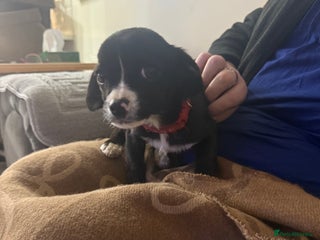 Mixed Breed dogs 🐶 Adorable 8-Week-Old Caverjack Puppies for Sale - Advert 8