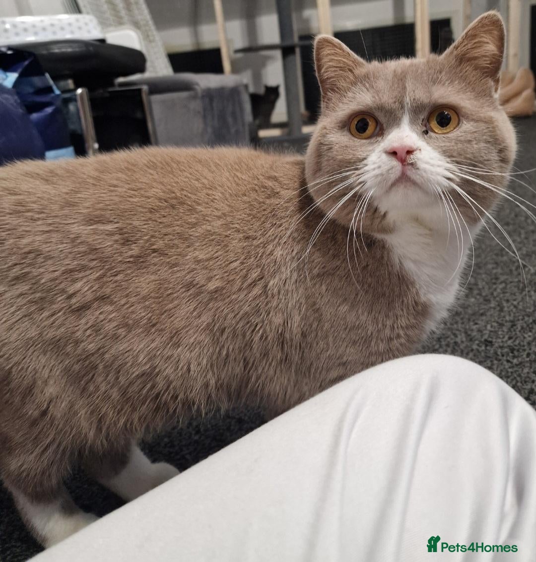 British Shorthair cats Beautiful Bi-Coulor British Shorthair Male. - Advert 3
