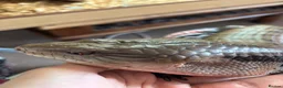 Skink reptiles for sale: Captive Bred Blue Tongue Skink + Setup - Advert 2