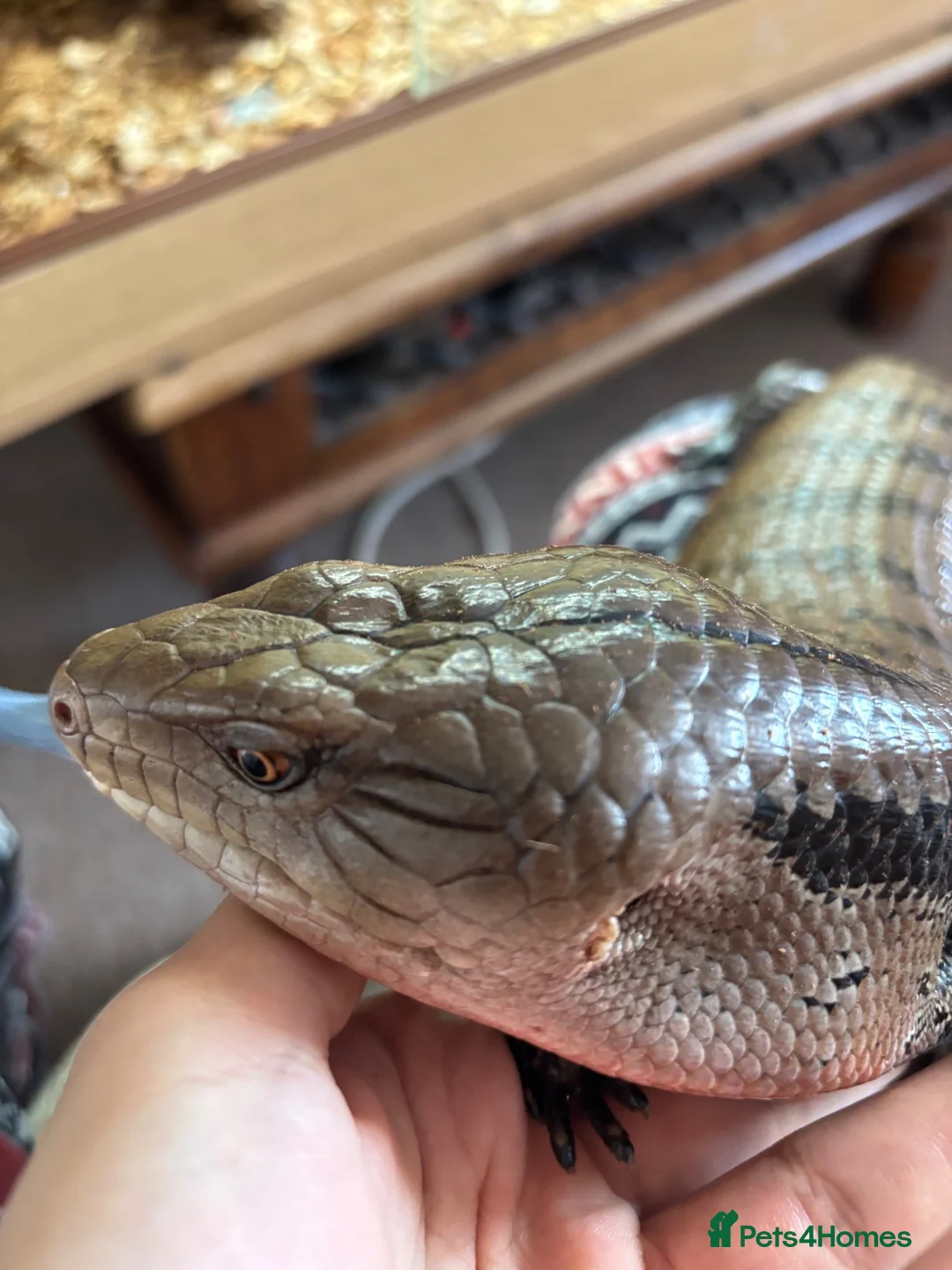 Skink reptiles for sale: Captive Bred Blue Tongue Skink + Setup - Advert 2