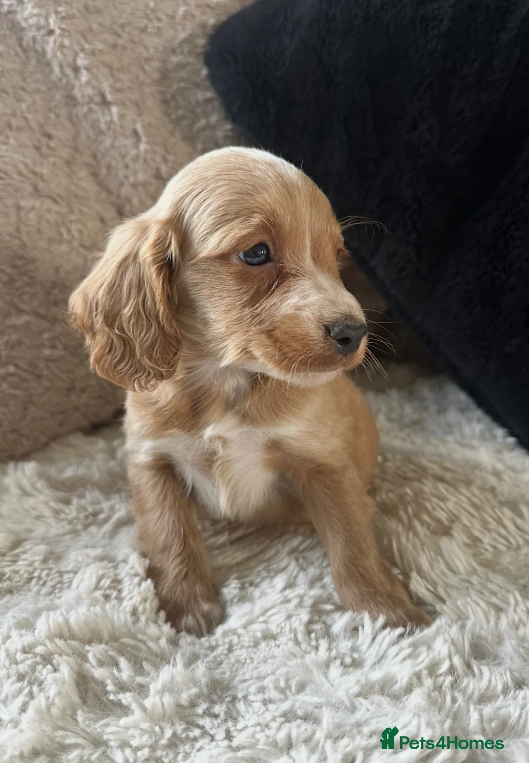 Cockapoo dogs for sale: Stunning cockapoos  - Advert 34