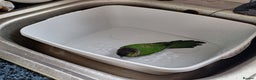 Parrots birds for sale: 2 Green Cheek Conures & cage - Advert 3