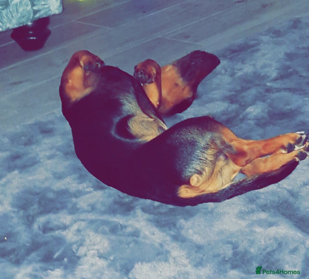 Mixed Breed dogs for sale: Bruno 2 years old - Image 4