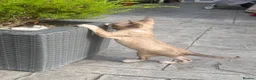 Cornish Rex cats for sale: Beautiful Cornish Rex’s ready for their new homes - Advert 16