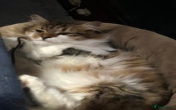 Maine Coon cats for sale: XXL Maine Coon kittens 🔥rare Black Smoke  - Image 37