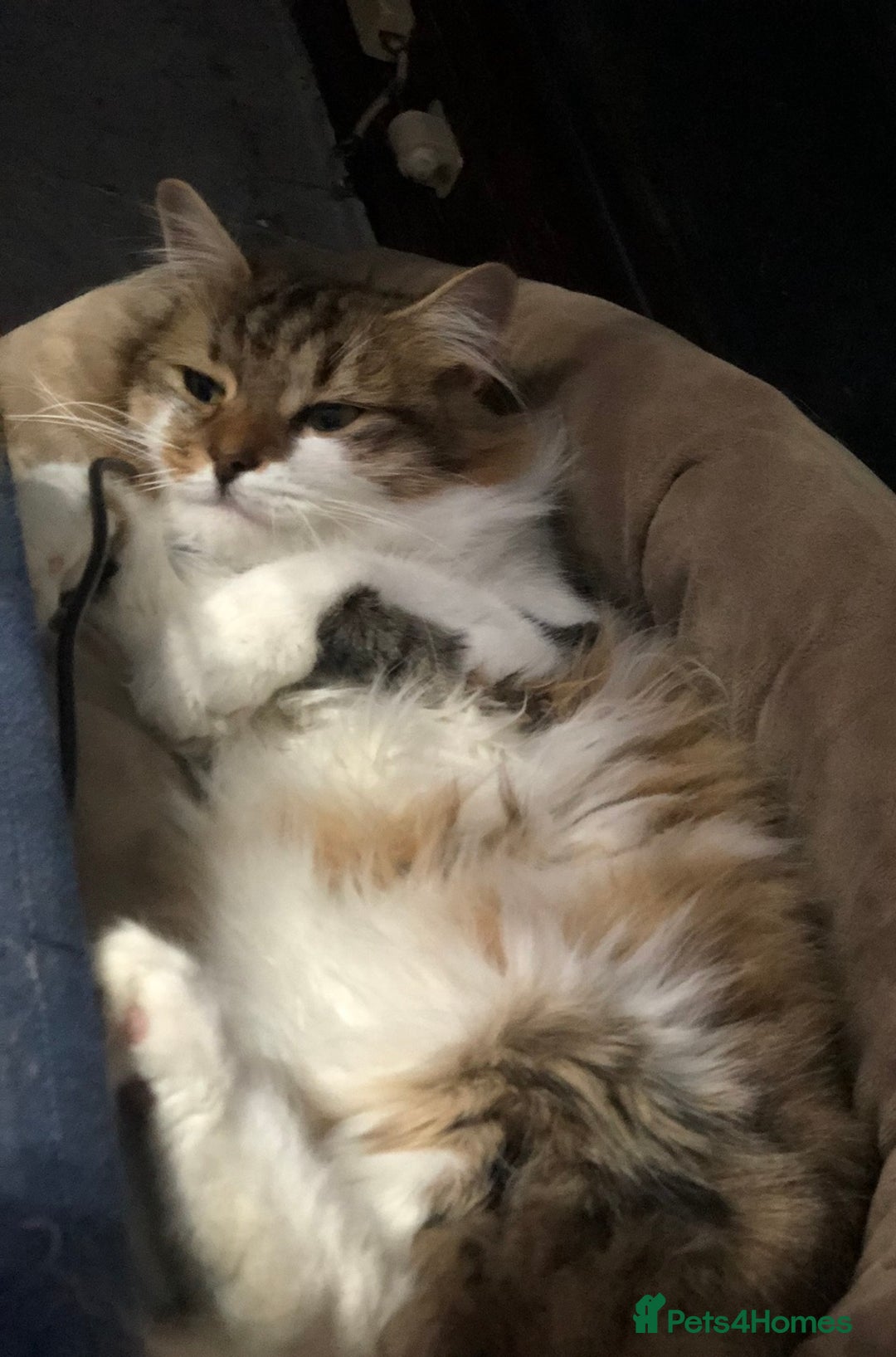 Maine Coon cats for sale: XXL Maine Coon kittens 🔥rare Black Smoke  - Image 37