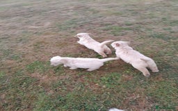 Golden Retriever dogs for sale: Gorgeous Golden Retrievers 8 weeks old H/Tested  - Image 7
