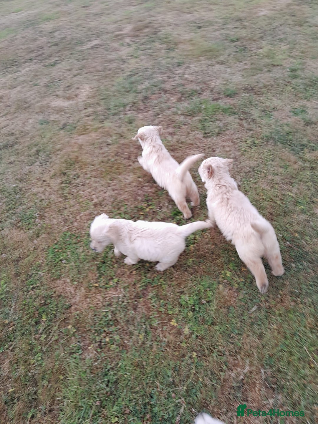 Golden Retriever dogs for sale: Gorgeous Golden Retrievers 8 weeks old H/Tested  - Image 7