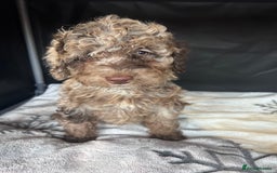 Cockapoo dogs for sale: Cockapoo puppies for sale  - Advert 10