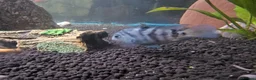 Cichlids fish for sale: 2 polar blue cichlids  - Advert 7