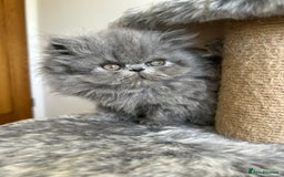 Persian cats for sale: Grand Champion Bloodlines Persians, Active - Image 7