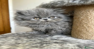 Persian cats - Advert 5