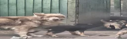 German Shepherd dogs for sale: German shepherd's  - Advert 2