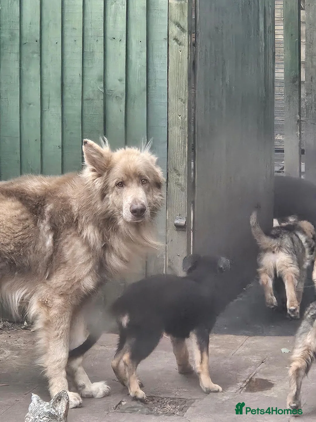 German Shepherd dogs for sale: German shepherd's  - Advert 2