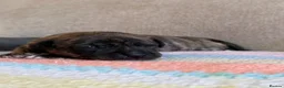 Staffordshire Bull Terrier dogs for sale: Gorgeous staffordshire bull terrier puppies - Advert 14