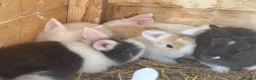 Lionhead rabbits for sale: Various colour lion head bunnies  - Advert 2
