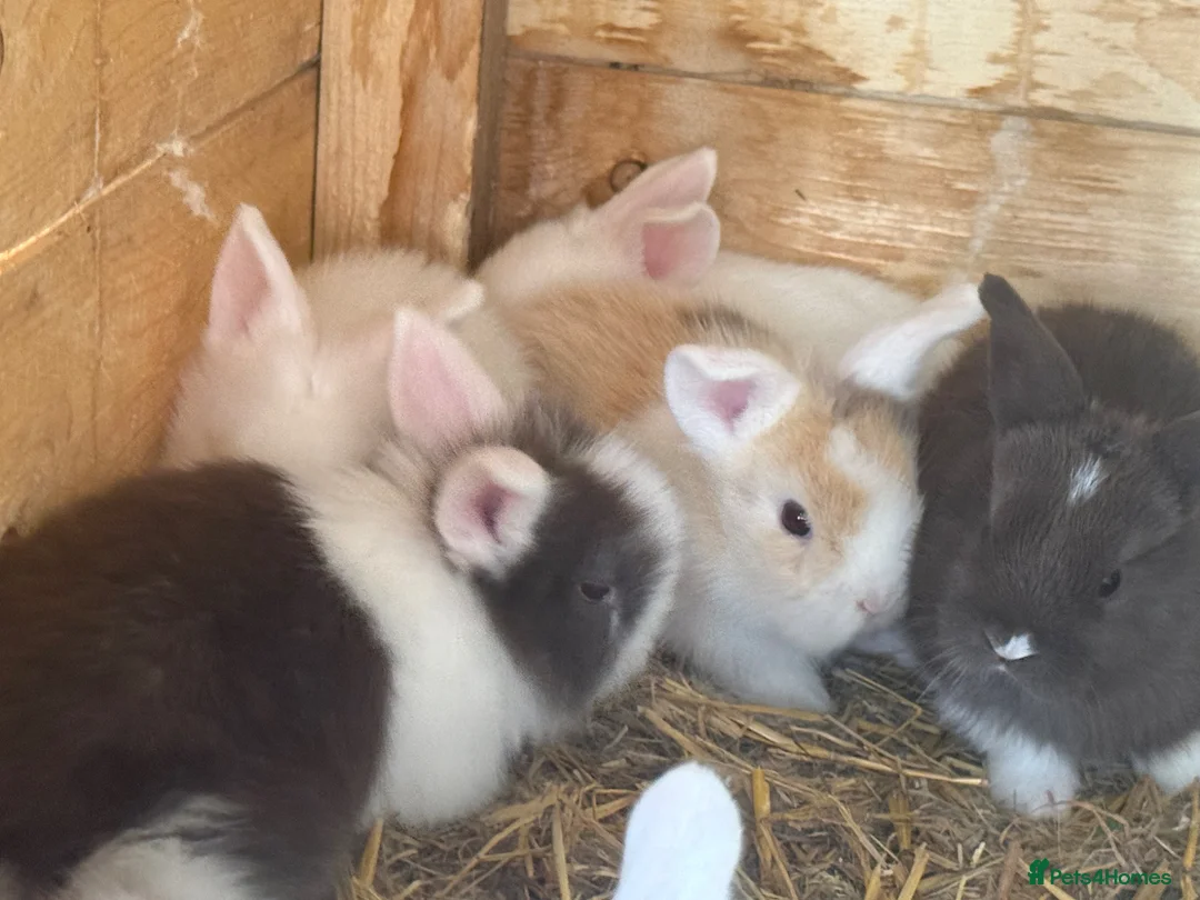 Lionhead rabbits for sale: Various colour lion head bunnies  - Advert 2