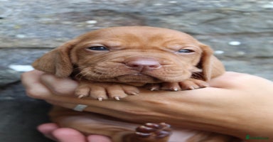 Hungarian Vizsla dogs - Advert 2