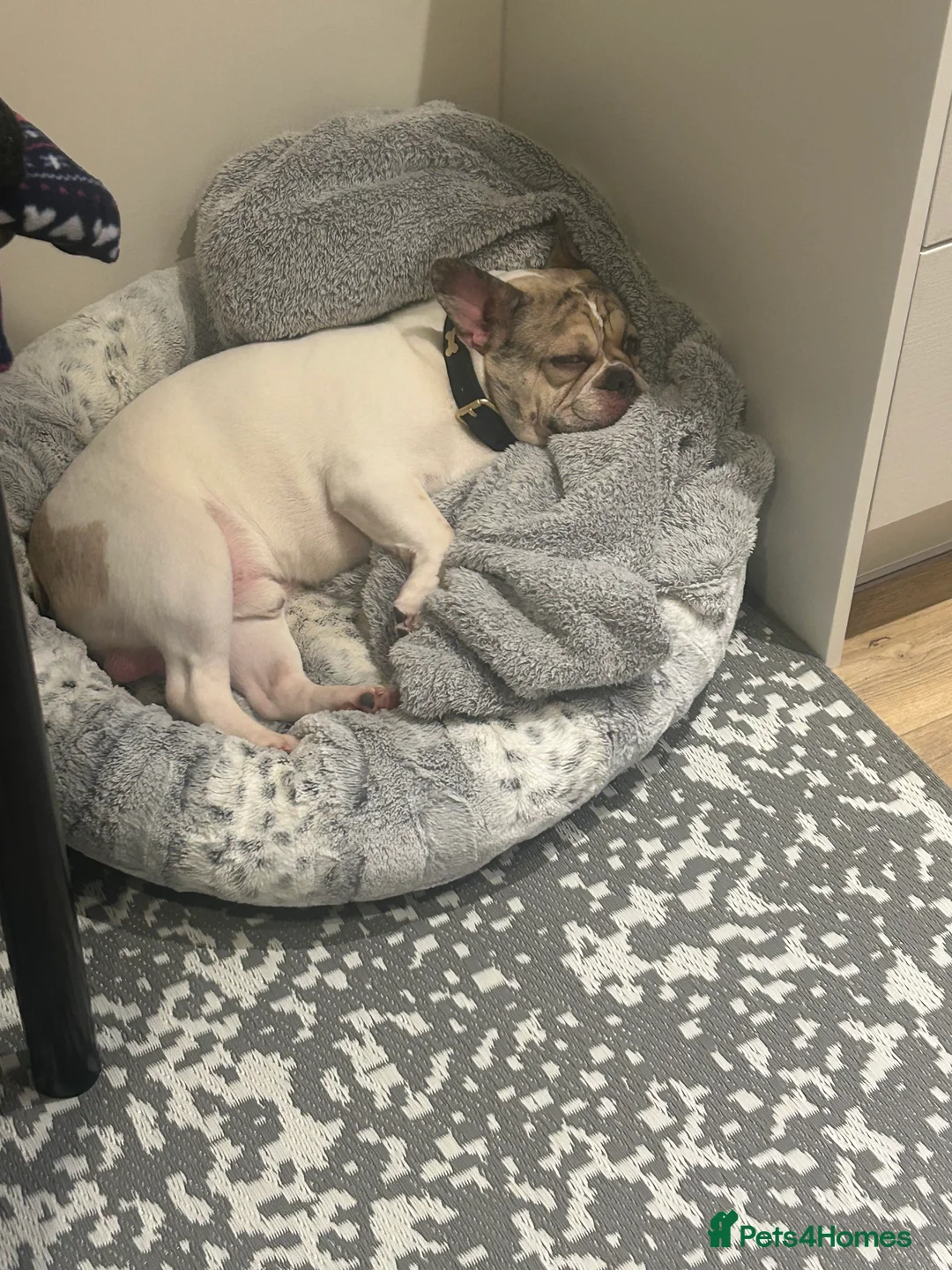 French Bulldog dogs for sale: French Bulldog  - Advert 2