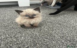 Ragdoll cats for sale: Ragdoll cross kittens £250 each  - Image 2