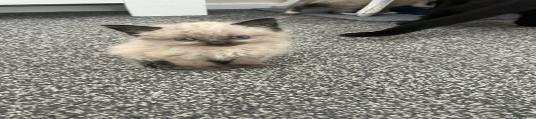 Ragdoll Kitten 1