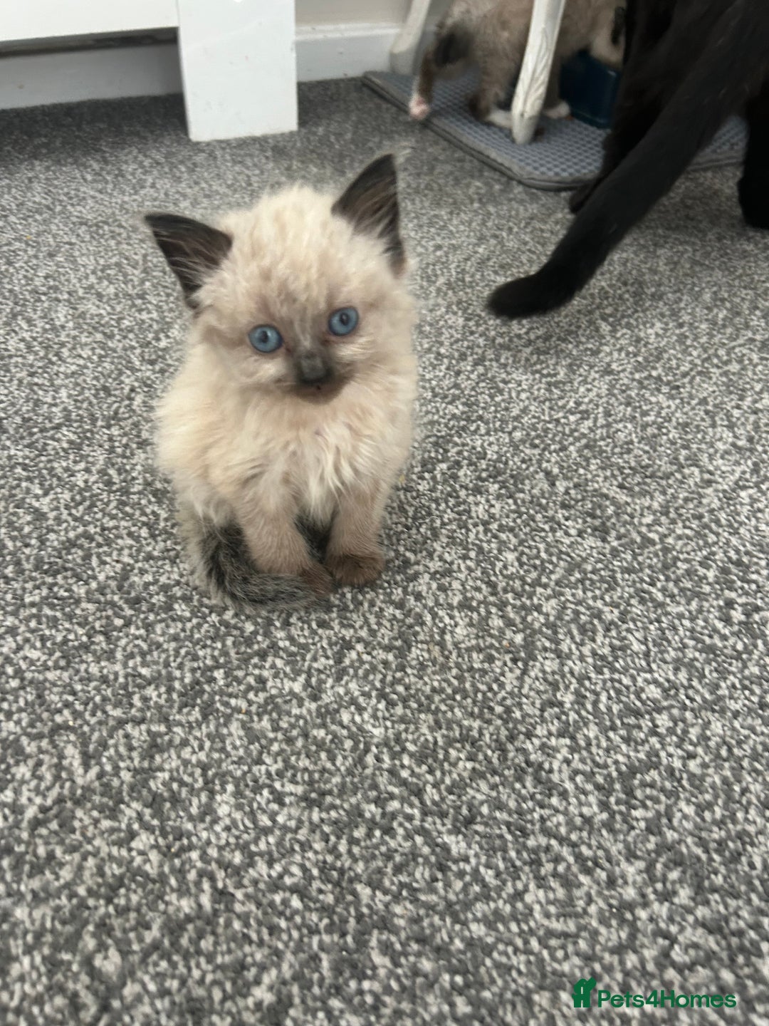 Ragdoll cats for sale: Ragdoll cross kittens £250 each  - Image 2
