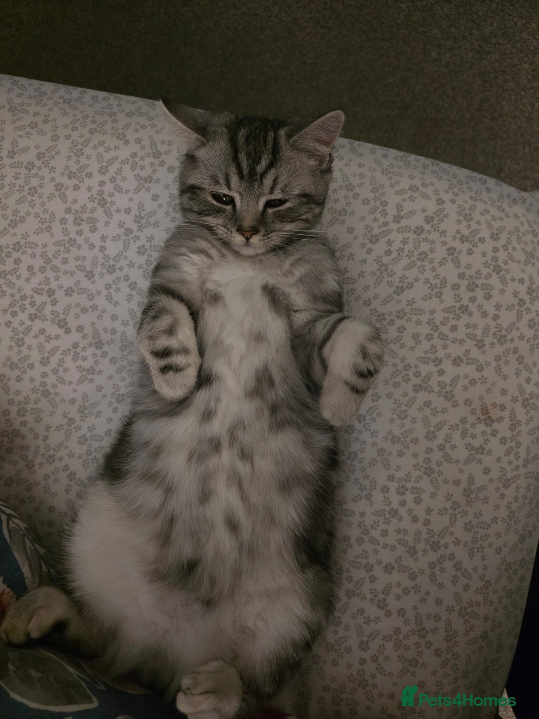 Persian cats for sale: Persian Chinchilla Silver - Advert 11