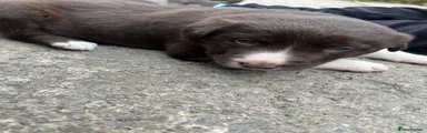 Border Collie 1