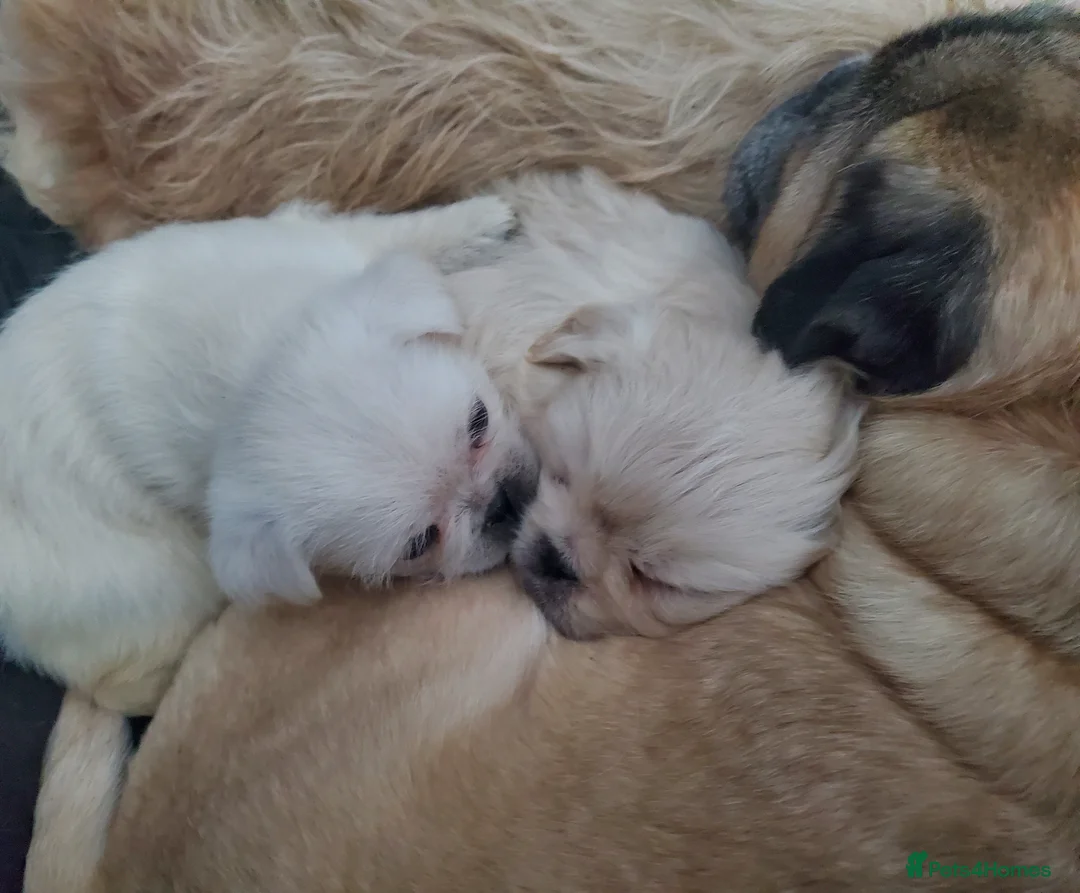 Mixed Breed dogs for sale: Shih tzu cross Pug puppies - Advert 26