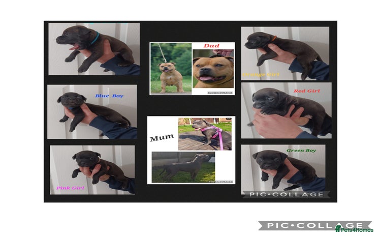 Staffordshire Bull Terrier dogs - Advert 1