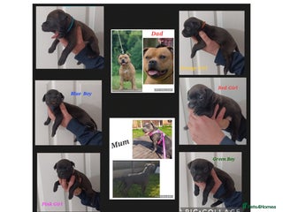 Staffordshire Bull Terrier dogs - Advert 2