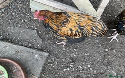 Chickens poultry for sale: Exhibition quality Gold Laced Orpington cockerels - Image 4