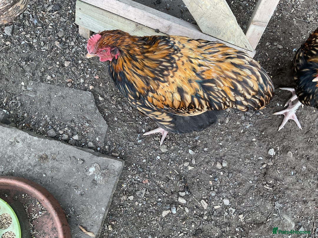 Chickens poultry for sale: Exhibition quality Gold Laced Orpington cockerels - Image 4