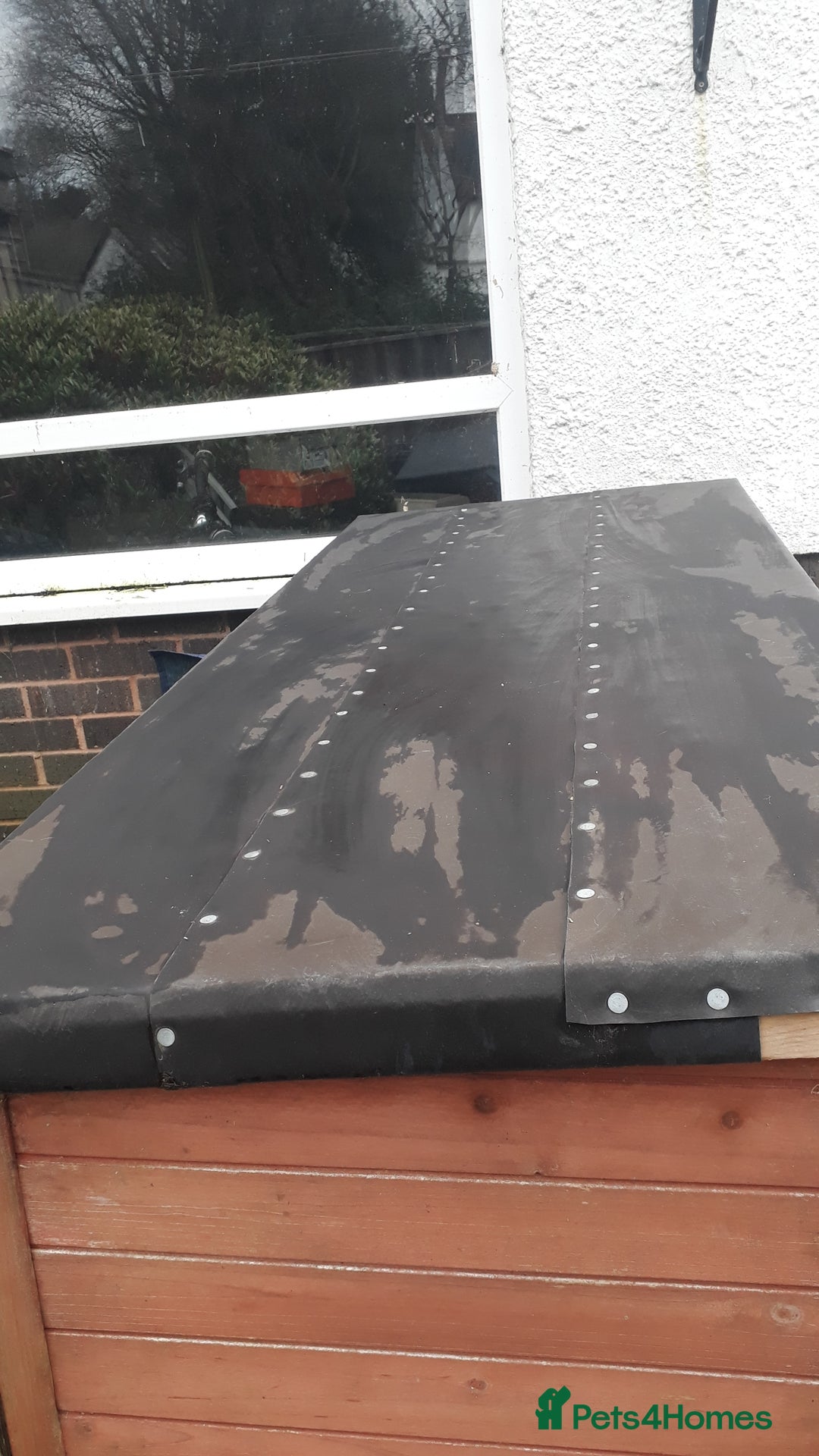 Guinea Pig rodents for sale: 2 female guinea pigs, large hutch and accessories - Advert 3