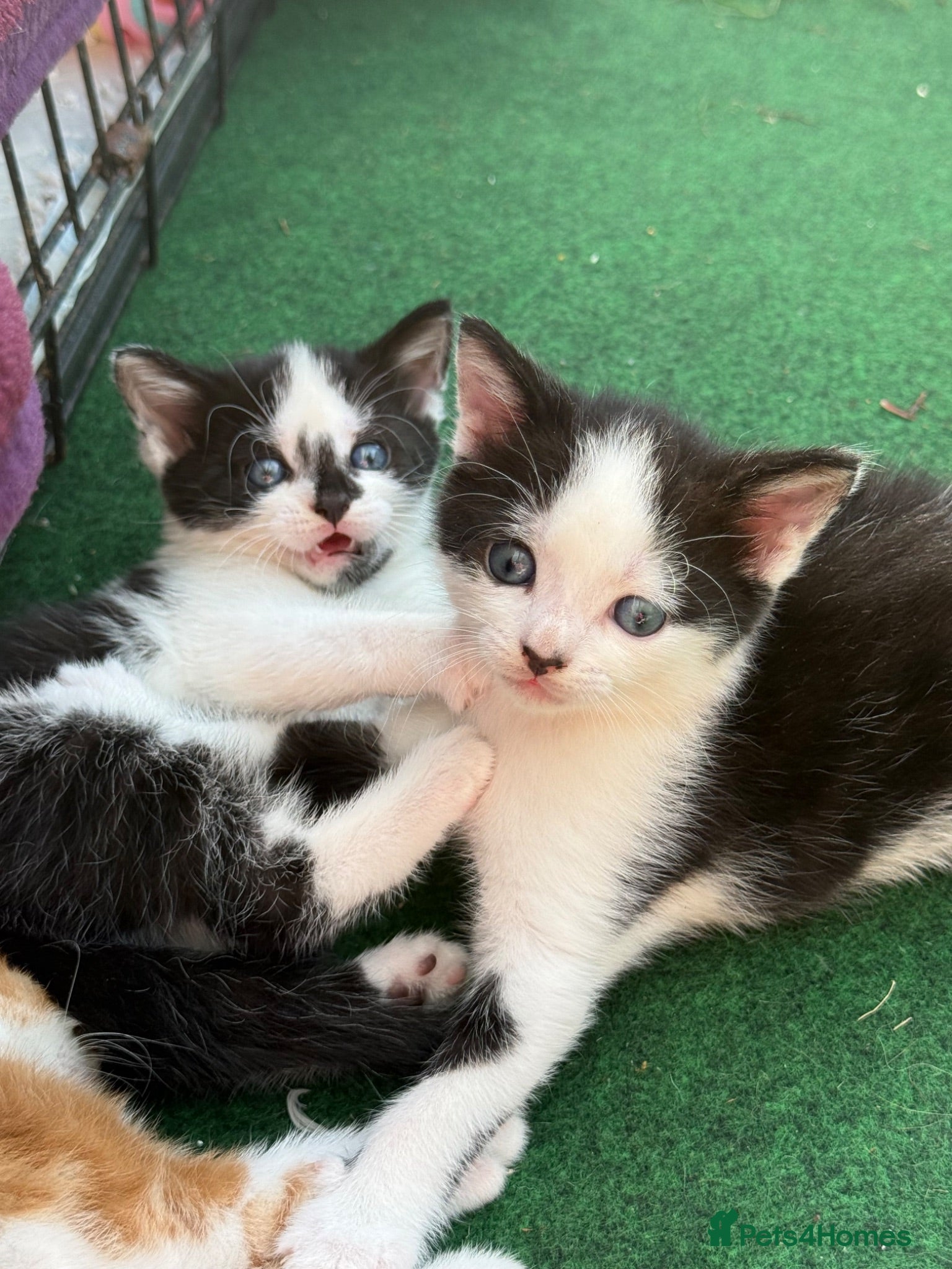 Mixed Breed cats kittens for sale  - Advert 2