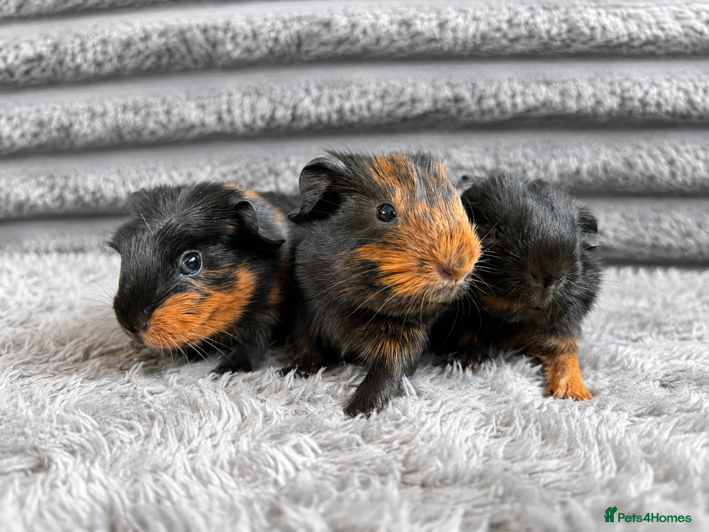 Guinea Pig rodents Mixed age baby guinea pigs for new home  - Advert 1