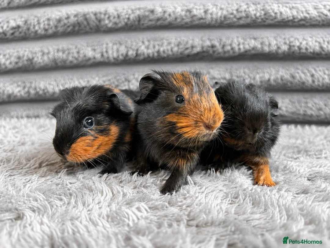 Guinea Pig rodents for sale: Mixed age baby guinea pigs for new home  in Slough - Advert 1